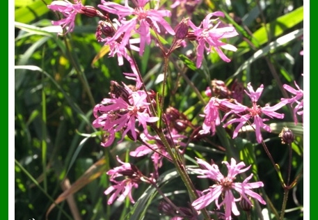 Silene flos-cuculi (Lychnis fleur de coucou) 2