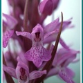 Dactylorhiza incarnata (Orchis incarnat) 4