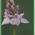 Dactylorhiza maculata (Orchis tacheté) 2