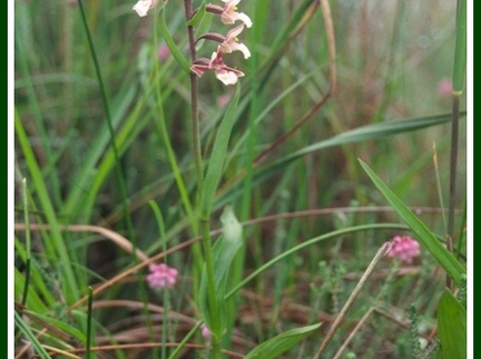 Epipactis palustris (Epipactis des marais)