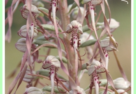 Himantoglossum hircinum (Orchis bouc) 2