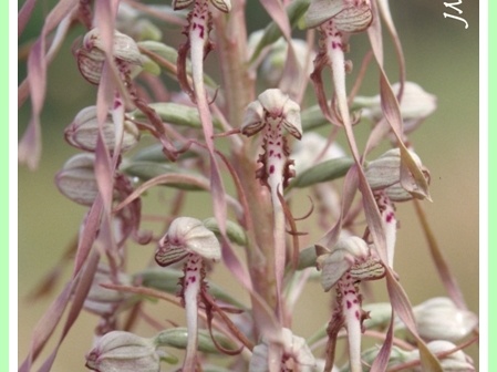Himantoglossum hircinum (Orchis bouc) 2