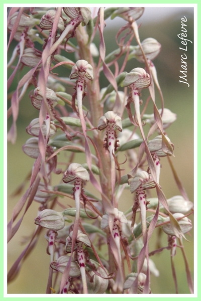 Himantoglossum hircinum (Orchis bouc) 2.jpg