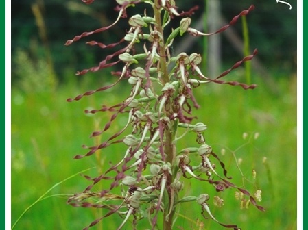 Himantoglossum hircinum (Orchis bouc)