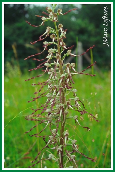 Himantoglossum hircinum (Orchis bouc).jpg