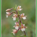 Epipactis palustris (Epipactis des marais) 4