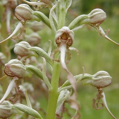 Himantoglossum hircinum (Orchis bouc) 3