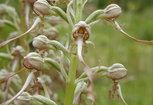 Himantoglossum hircinum (Orchis bouc) 3