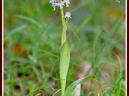 Neotinea ustulata (l'Orchis brûlé)