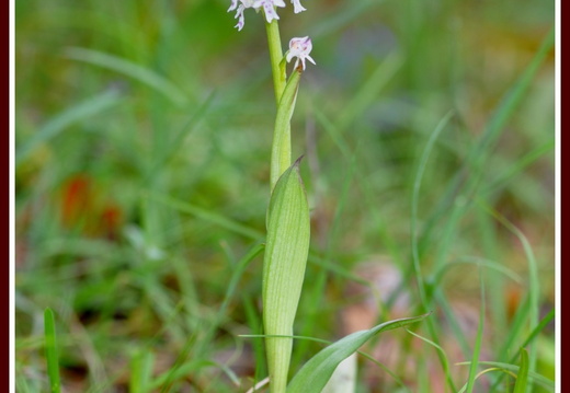Neotinea ustulata (l'Orchis brûlé)