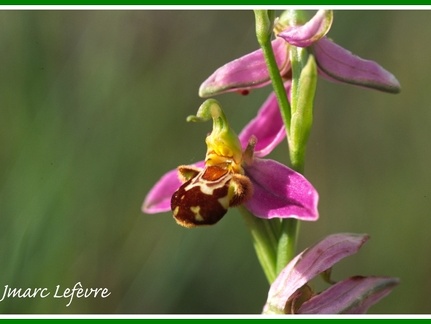 Ophrys apifera (Ophrys abeille) 2
