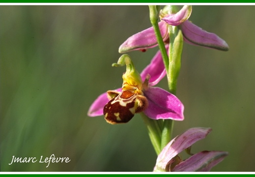 Ophrys apifera (Ophrys abeille) 2