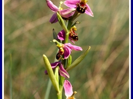 Ophrys apifera (Ophrys abeille)