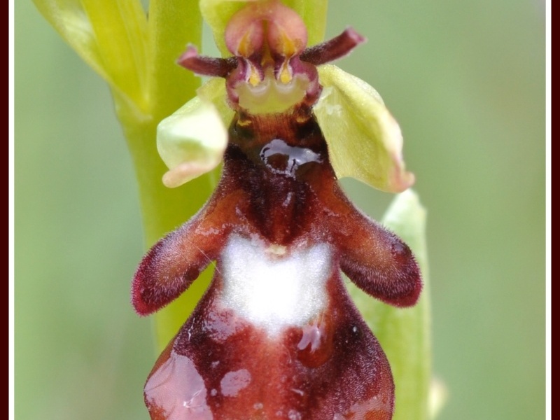 Ophrys insectifera (L'Ophrys mouche) 6