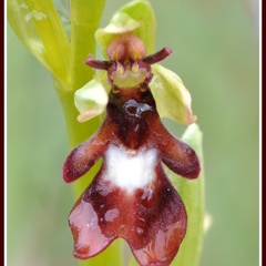 Ophrys insectifera (L'Ophrys mouche) 6