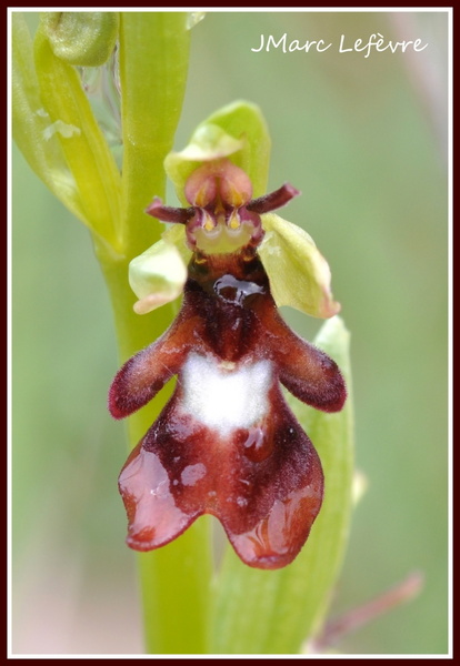 Ophrys insectifera (L'Ophrys mouche) 6.jpg