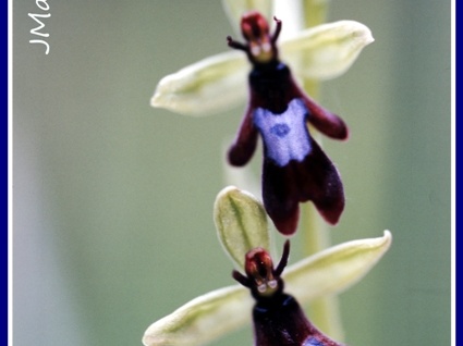 Ophrys insectifera (L'Ophrys mouche) 4