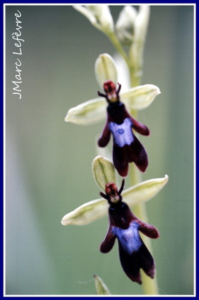 Ophrys insectifera (L'Ophrys mouche) 4.jpg