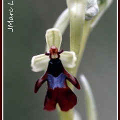 Ophrys insectifera (L'Ophrys mouche) 5
