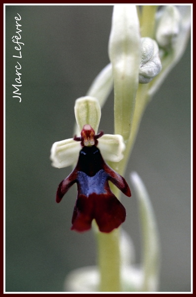 Ophrys insectifera (L'Ophrys mouche) 5.jpg