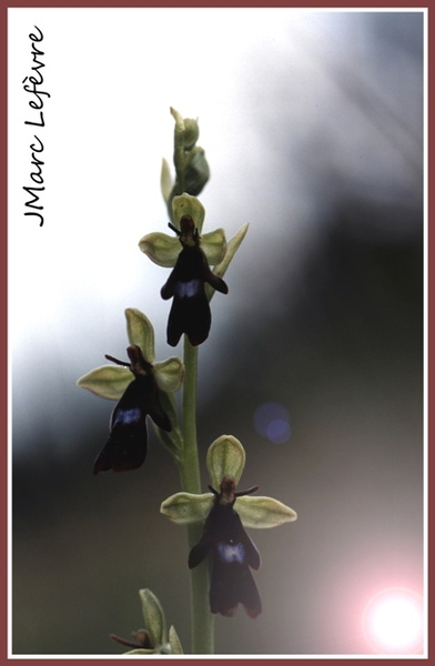Ophrys insectifera (L'Ophrys mouche) 3.jpg