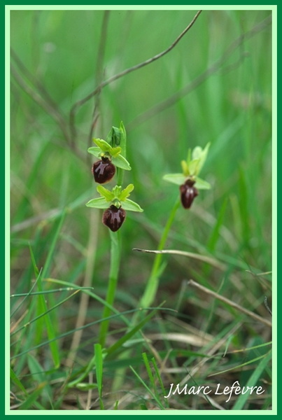 Ophrys sphegodes (Ophrys araignée).jpg