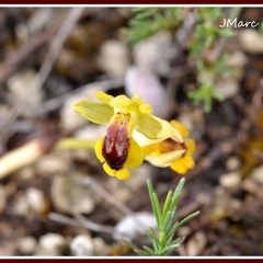 Ophrys lutea (Ophrys jaune) 2