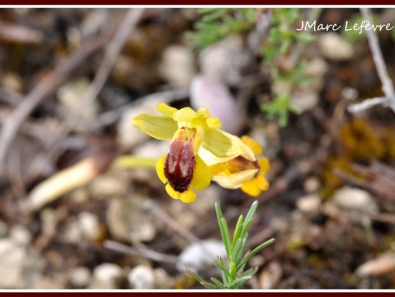 Ophrys lutea (Ophrys jaune) 2