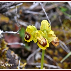 Ophrys lutea (Ophrys jaune)