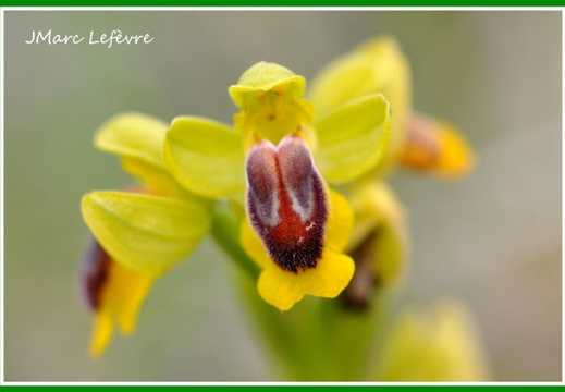 Ophrys lutea (Ophrys jaune) 3