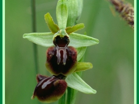 Ophrys sphegodes (Ophrys araignée) 2