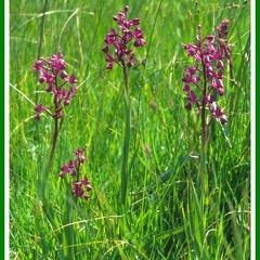 Orchis laxiflora (Orchis à fleurs lâches)