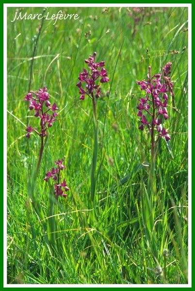 Orchis laxiflora (Orchis à fleurs lâches).jpg