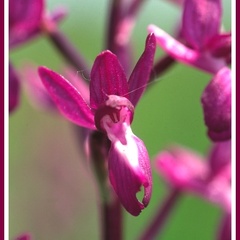 Orchis laxiflora (Orchis à fleurs lâches) 3