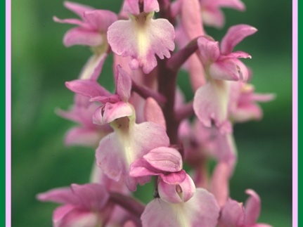 Orchis mascula (Orchis male) 4