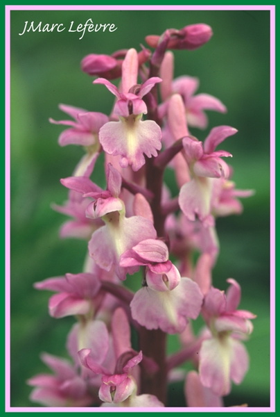Orchis mascula (Orchis male) 4.jpg