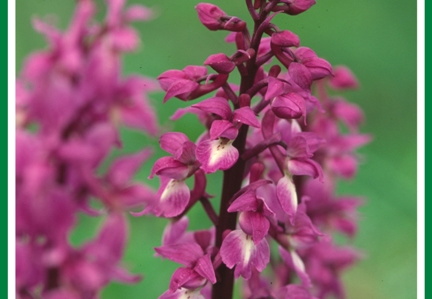 Orchis mascula (Orchis male) 3