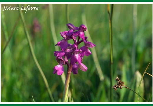 Orchis morio (Orchis bouffon)