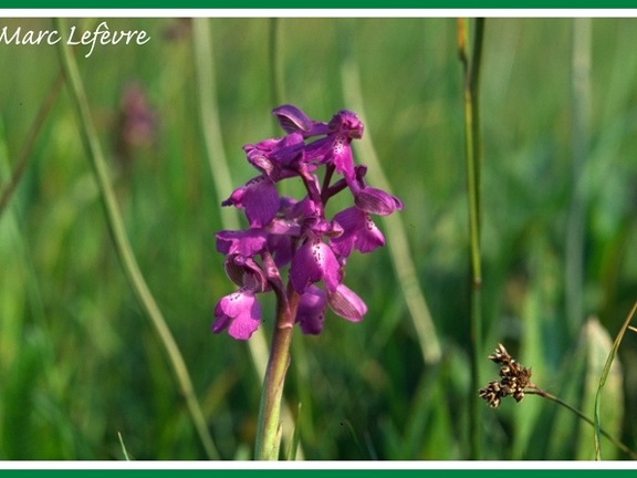 Orchis morio (Orchis bouffon)