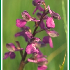 Orchis morio (Orchis bouffon) 2