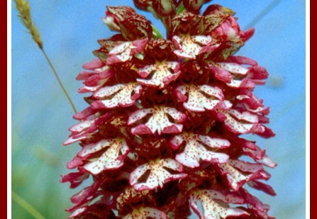Orchis purpurea (Orchis pourpre)
