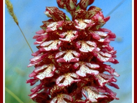 Orchis purpurea (Orchis pourpre)