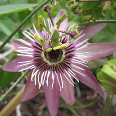 Passiflora violacea