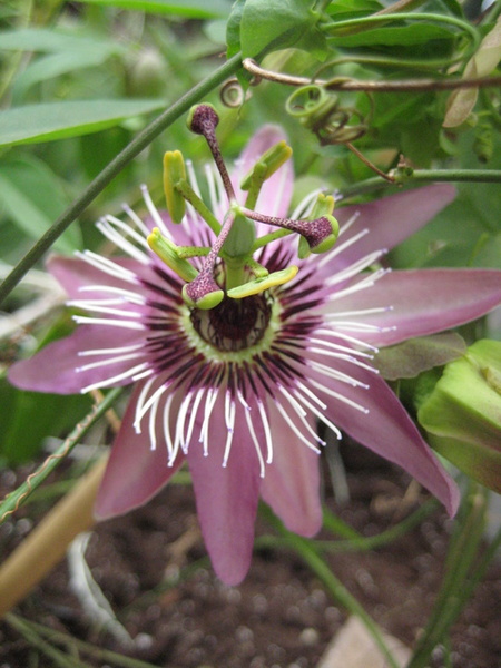 Passiflora violacea.jpg