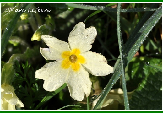 Primula vulgaris (Primevère commune) 3