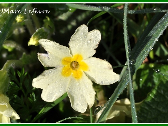 Primula vulgaris (Primevère commune) 3