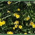 Ranunculus ficaria (La Ficaire fausse renoncule) 2