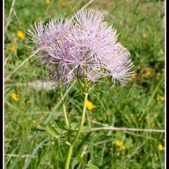 Thalictrum aquilegifolium fleur de montagne) 2