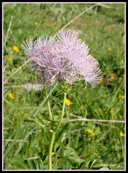 Thalictrum aquilegifolium fleur de montagne) 2.jpg