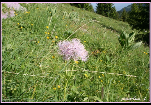 Thalictrum aquilegifolium fleur de montagne)